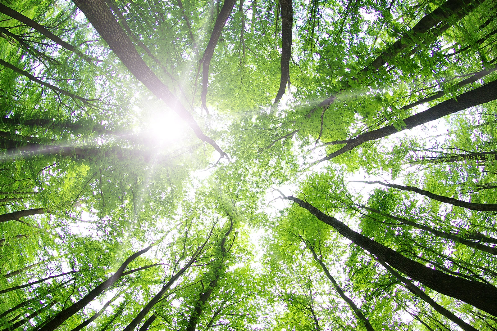 3-teiliger Kurs: Auszeit im Wald 