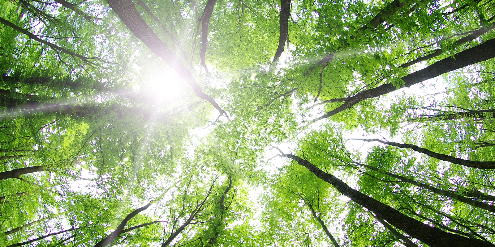 Auszeit im Wald 
